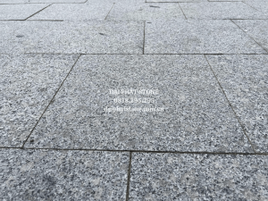 Bề mặt tím hoa cà khò nhám